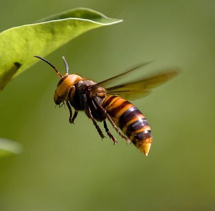 Biblical meaning of a Hornet - Biblical symbolism explained