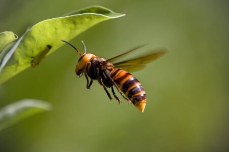 Biblical meaning of a Hornet - Biblical symbolism explained