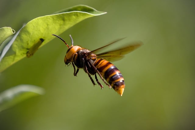 Biblical meaning of a Hornet - Biblical symbolism explained