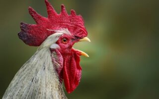 Biblical meaning of a Rooster - Biblical symbolism explained