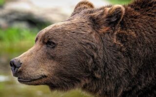 Biblical meaning of a Bear - Biblical symbolism explained