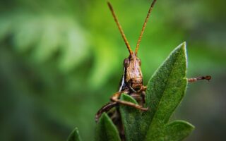 Biblical meaning of a Locust - Biblical symbolism explained