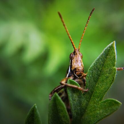 Biblical meaning of a Locust - Biblical symbolism explained