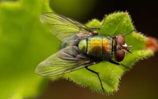 Biblical meaning of a Fly - Biblical symbolism explained