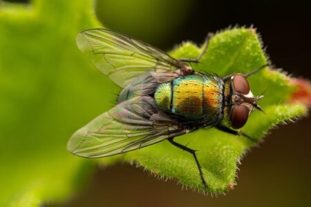 Biblical meaning of a Fly - Biblical symbolism explained