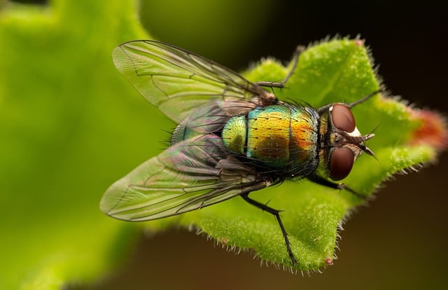 Biblical meaning of a Fly - Biblical symbolism explained