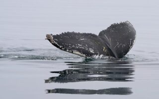 Biblical meaning of a Whale - Biblical symbolism explained