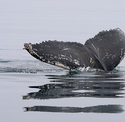 Biblical meaning of a Whale - Biblical symbolism explained