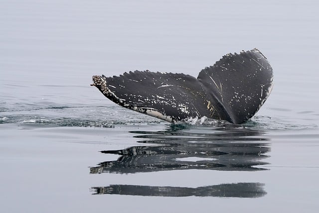 Biblical meaning of a Whale - Biblical symbolism explained