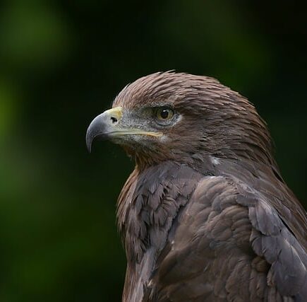 Biblical meaning of a Eagle - Biblical symbolism explained