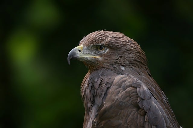 Biblical meaning of a Eagle - Biblical symbolism explained