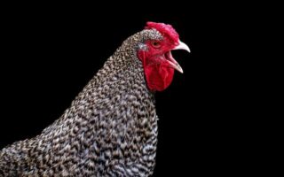 Biblical meaning of a Chicken - Biblical symbolism explained