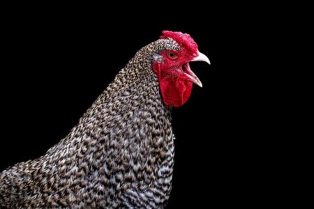 Biblical meaning of a Chicken - Biblical symbolism explained