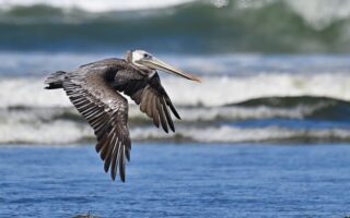 Biblical meaning of a Pelican - Biblical symbolism explained