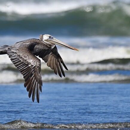 Biblical meaning of a Pelican - Biblical symbolism explained