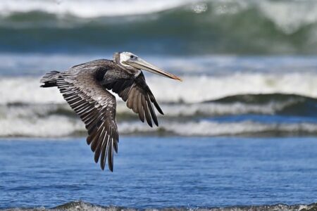 Biblical meaning of a Pelican - Biblical symbolism explained