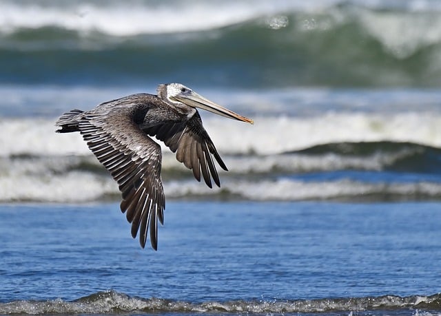 Biblical meaning of a Pelican - Biblical symbolism explained