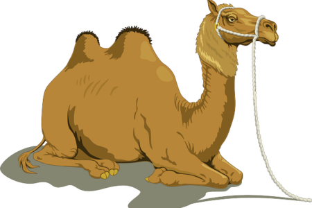 Biblical meaning of a Camel - Biblical symbolism explained