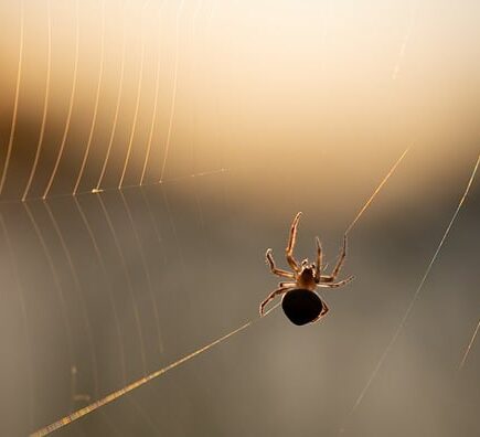 Biblical meaning of a Spider - Biblical symbolism explained