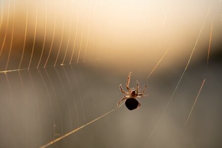 Biblical meaning of a Spider - Biblical symbolism explained