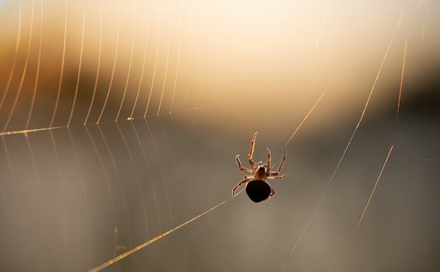 Biblical meaning of a Spider - Biblical symbolism explained