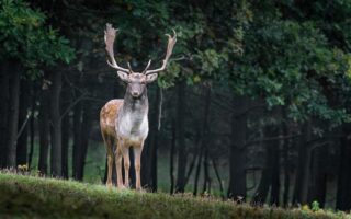 Biblical meaning of a Deer - Biblical symbolism explained