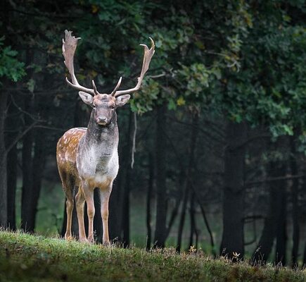 Biblical meaning of a Deer - Biblical symbolism explained