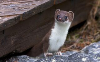 Biblical meaning of a Weasel - Biblical symbolism explained