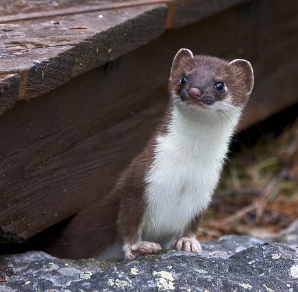 Biblical meaning of a Weasel - Biblical symbolism explained