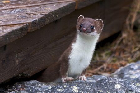 Biblical meaning of a Weasel - Biblical symbolism explained