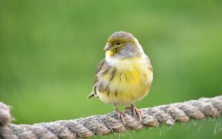 Meaning of The Name Serin (Biblical, Spiritual & General)