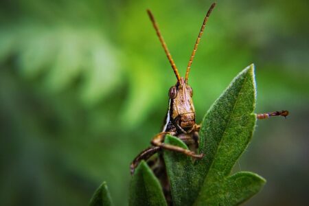 Biblical meaning of a Locust - Biblical symbolism explained