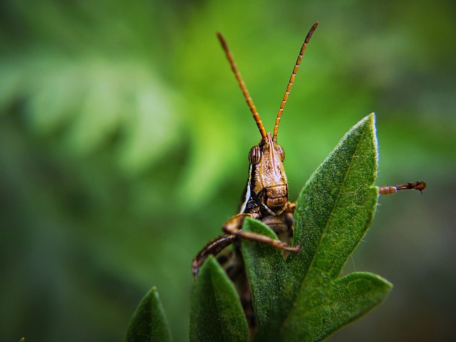 Biblical meaning of a Locust - Biblical symbolism explained