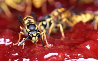 Biblical meaning of a Wasp - Biblical symbolism explained