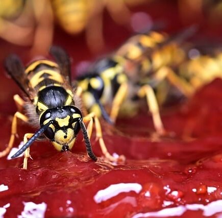 Biblical meaning of a Wasp - Biblical symbolism explained