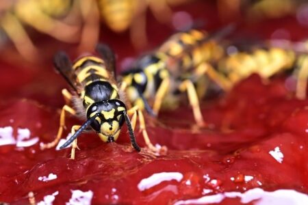 Biblical meaning of a Wasp - Biblical symbolism explained