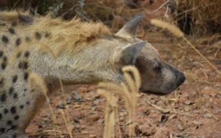 Biblical meaning of a Hyena - Biblical symbolism explained