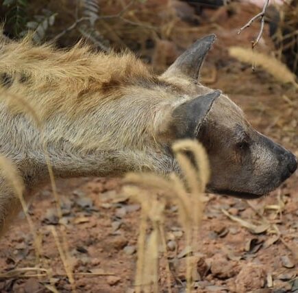 Biblical meaning of a Hyena - Biblical symbolism explained