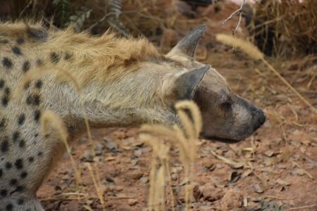 Biblical meaning of a Hyena - Biblical symbolism explained