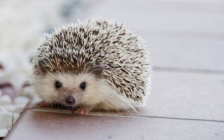 Biblical meaning of a Hedgehog - Biblical symbolism explained