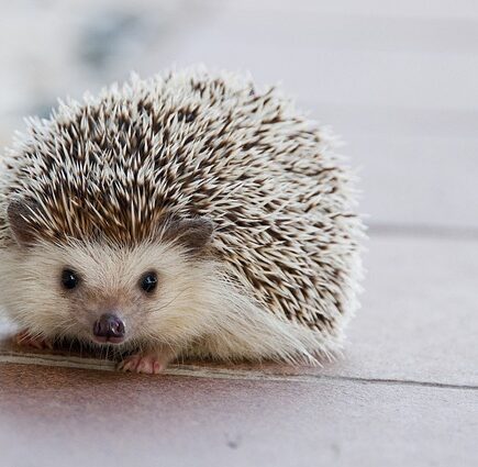 Biblical meaning of a Hedgehog - Biblical symbolism explained