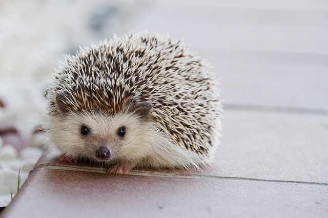 Biblical meaning of a Hedgehog - Biblical symbolism explained