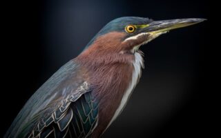 Biblical meaning of a Heron - Biblical symbolism explained