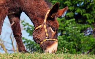 Biblical meaning of a Mule - Biblical symbolism explained