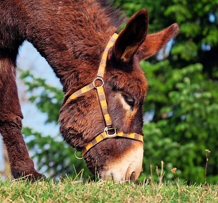 Biblical meaning of a Mule - Biblical symbolism explained