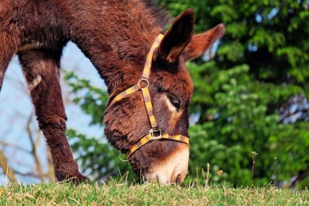 Biblical meaning of a Mule - Biblical symbolism explained