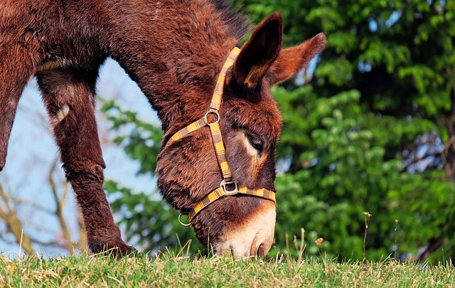 Biblical meaning of a Mule - Biblical symbolism explained