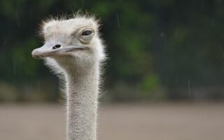 Biblical meaning of a Ostrich - Biblical symbolism explained