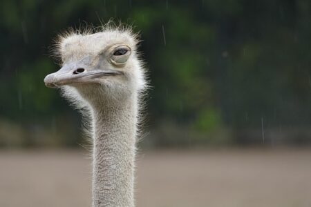 Biblical meaning of a Ostrich - Biblical symbolism explained