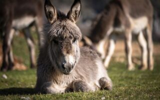 Biblical meaning of a Donkey - Biblical symbolism explained